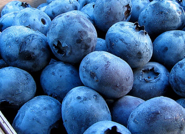 Green Mesa Blueberry Farm